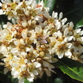 Loquat Blossoms (5)