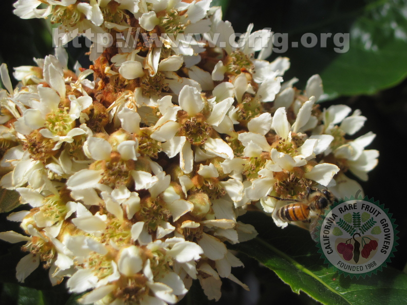 Loquat Blossoms (8)