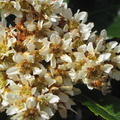 Loquat Blossoms (8).JPG