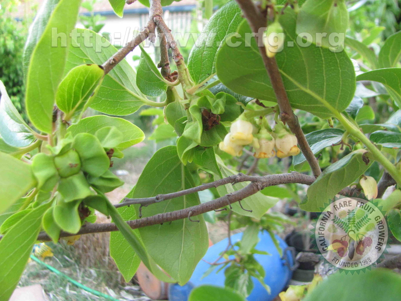 Persimmon Blooms - Male and Female.JPG
