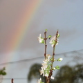 Plum Blossom with Rainbow (1)