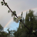 Plum Blossom with Rainbow (2)