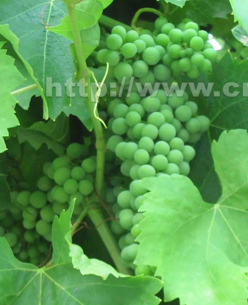Promising Grape Harvest (2)