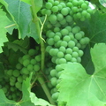 Promising Grape Harvest (2)