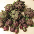 Purple Artichoke Harvest