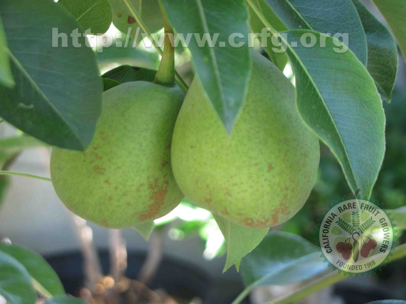 Pears.JPG