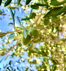 Olive of the Desert