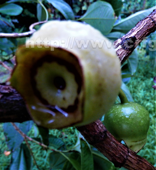 Bellucia grossularoides fruit on tree closeup.jpg