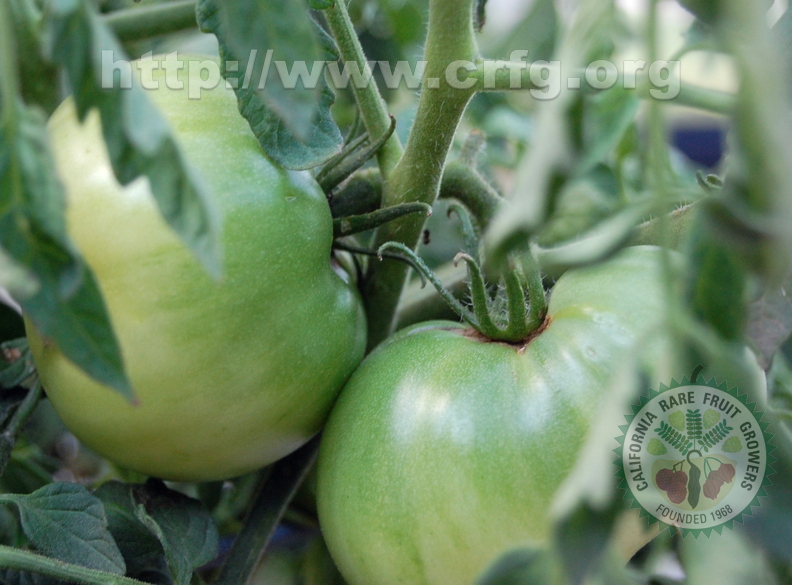 Cherokee Purple Heirloom Tomatoes
