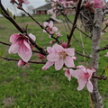 Peach Blossoms.jpg