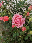 Pink Rose.