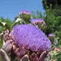 Artichoke Flowers
