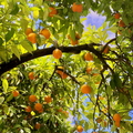 Orange Canopy