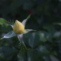 Rose 3