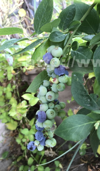 Blueberry cascade -- Variety- Sharpblue Linda K. Williams