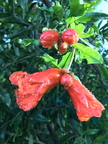 Ganesh Pomegranate Blossoms And Buds Linda K. Williams