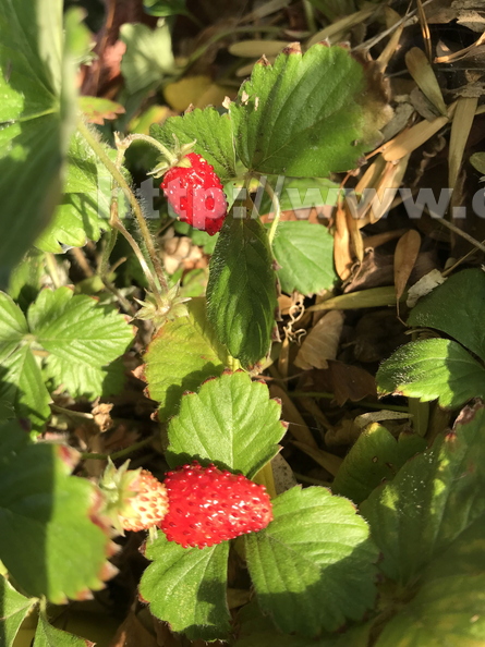 Alpine Strawberries.jpg
