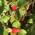 Alpine Strawberries Linda K. Williams