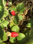 Alpine Strawberries Linda K. Williams