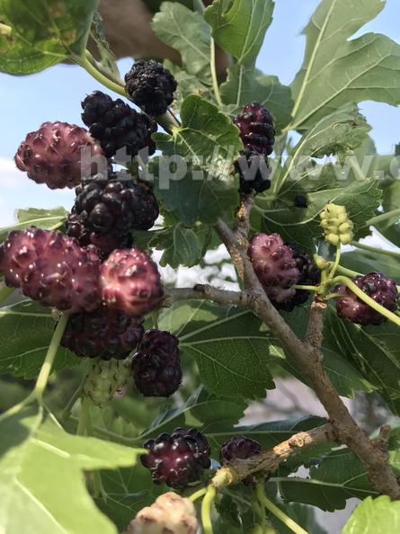 Black Mulberries From Oikos Linda K. Williams