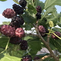 Black Mulberries from Oikos.jpg