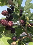 Black Mulberries From Oikos Linda K. Williams