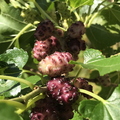 Close-Up Of Black Mulberries From Oikos Linda K. Williams