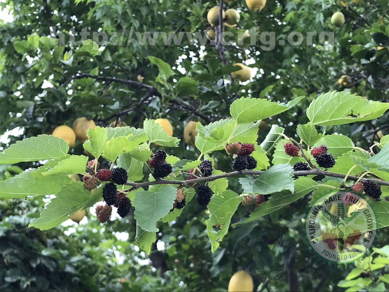 Dwarf Black Mulberries With Lemon Tree In The Background Linda K. Williams