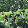 Dwarf Black Mulberries With Lemon Tree In The Background Linda K. Williams
