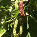 More ripening Pakistan Mulberries.jpg