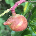 Peggy Winter Mango - a baby one, developing its upturned nose.jpg