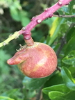 Peggy Winter Mango - A Baby One Developing Its Upturned Nose Linda K. Williams