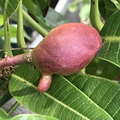 Peggy Winter Mango - A Last Baby One Developing Its Upturned Nose Linda K. Williams