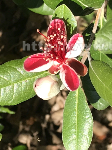 Pineapple Guava blossom and bud.jpg