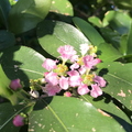 Acerola blossoms.jpg