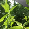 Tomato Plant 4