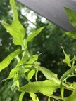 Tomato Plant 4