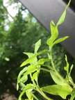 Tomato Plant 1
