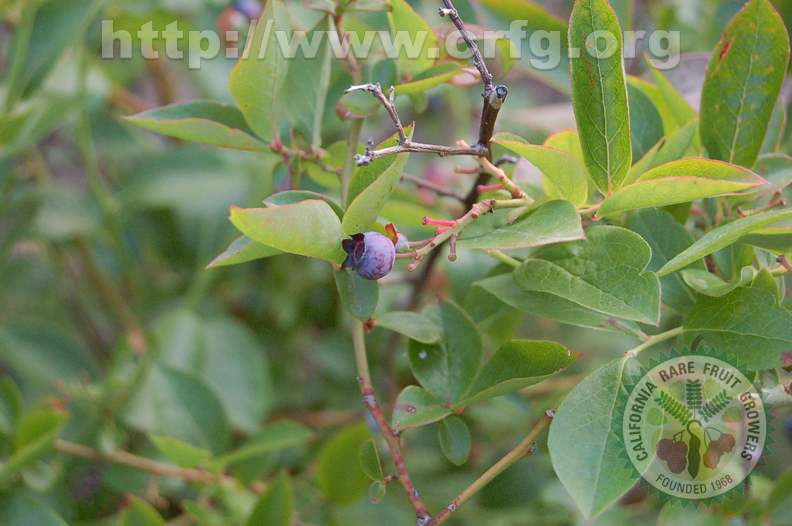 Fridays at Grandmas A Small Blueberry That Is Still On The Bush Itself