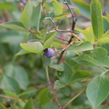 Fridays at Grandmas A Small Blueberry That Is Still On The Bush Itself