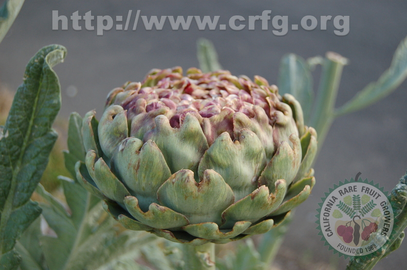 Fridays at Grandmas An Artichoke That Started To Bloom A Little