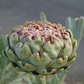 Fridays at Grandmas An Artichoke That Started To Bloom A Little