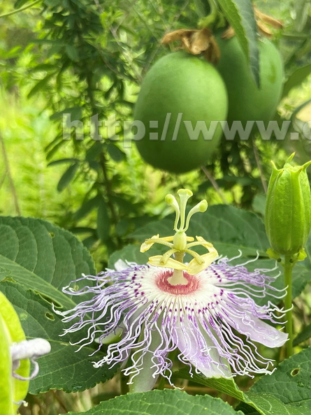 Passion Fruit Flower and Fruit