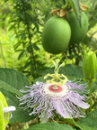 Passion Fruit Flower and Fruit