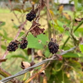 Blackberry Bush