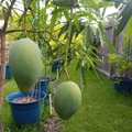 Tropical Kesar Mangoes Dr. Syed's Tropical Garden in  South  Texas