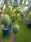 Tropical Kesar Mangoes Dr. Syed's Tropical Garden in  South  Texas