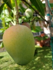 Tropical Kesar Mangoes  Dr. Syed's Tropical Garden in  South  Texas