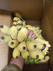 Ice Cream Bananas After Ripening Dr.Syed's Tropical Garden in South Texas 2