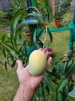 Kesar Mango Dr.Syed's Tropical Garden in South Texas 2